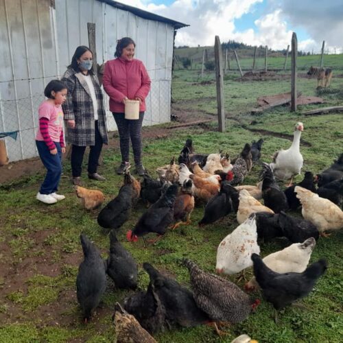 14/09  ¡SEGUIMOS APOYANDO A EMPRENDEDORES DE TRAIGUÉN! La tarde de este lunes visitamos a Margarita Briones, de la comuna de Traiguén, a quien apoyamos en la postulación de un Subsidio de Tierra en el año 2019, el cual fue adjudicado. Hoy podemos ver los frutos de su emprendimiento de huevos de 